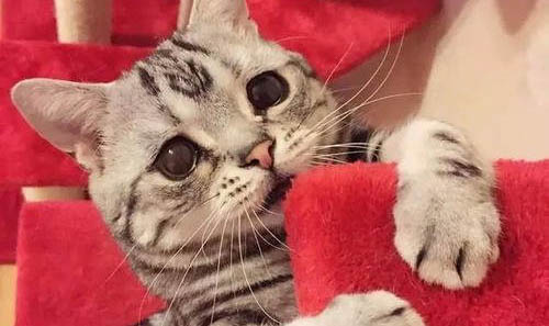 6斤猫吃阿莫西林的剂量