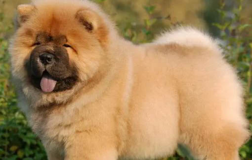 松狮犬身上太臭不能洗澡怎么办