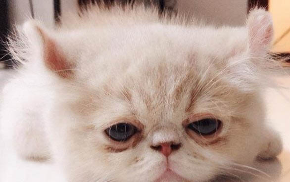 猫咪严重缺钙的症状