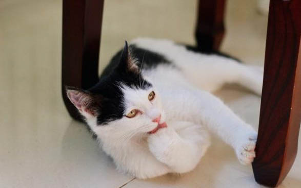 猫咪驱虫多久可以打疫苗