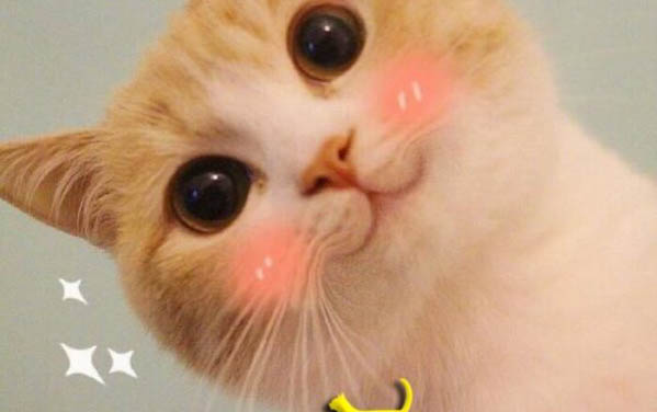 刚到家的小猫躲起来了