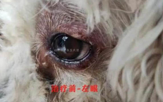 狗狗四脚朝天扭动的原因及处理方法