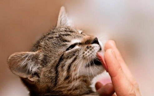 猫咪为什么都喜欢刮鼻子