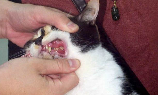猫咪外伤可以用红霉素软膏吗