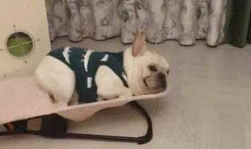 怎样训练狗狗带牵引绳