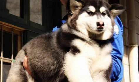 阿拉斯加雪橇犬分几种有白色的吗