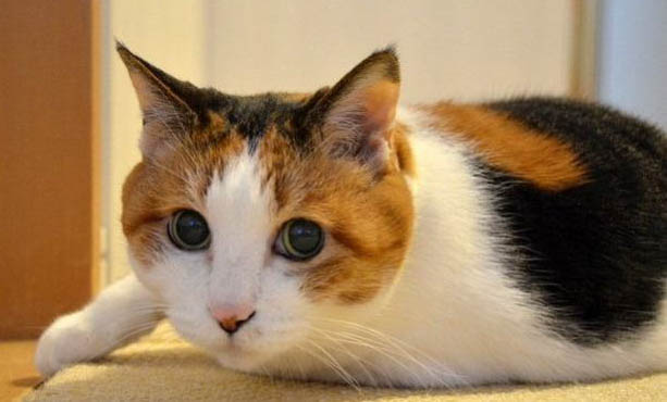 猫咪吸多了猫薄荷会有害吗