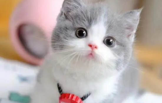 猫的寿命一般多长