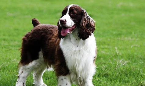 狗狗得了犬瘟能自愈吗