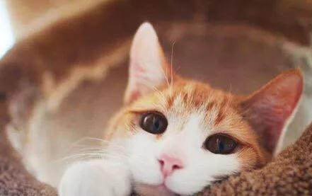 猫咪从4楼坠楼危险期是几天
