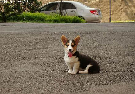 柯基犬好养吗?