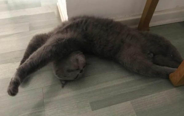 怎样防止母猫转移小猫