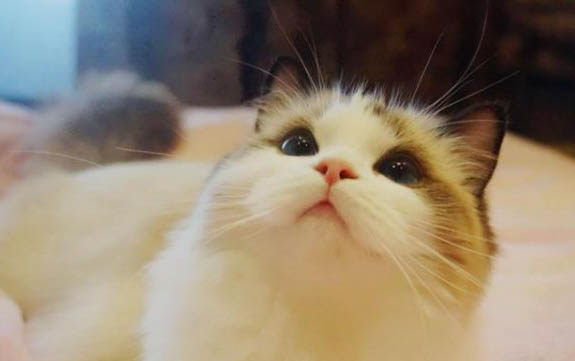 最便宜的布偶猫什么品