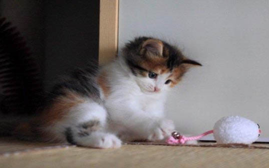新生小猫脐带需要怎么处理
