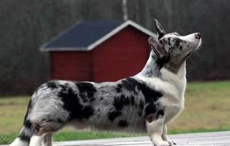 哪里有卖成年母柯基犬的