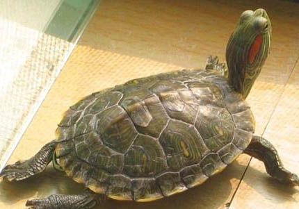 巴西红耳龟多久喂一次
