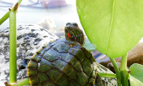 小巴西龟不睁眼睛不吃食是怎么了