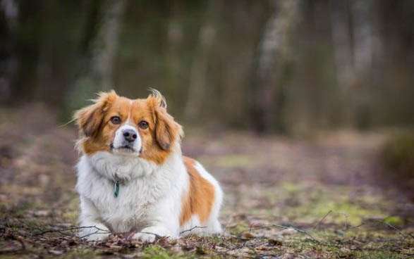 小狗的乳腺肿瘤一般能活多久？