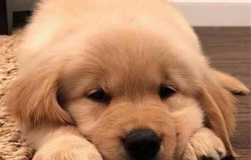 幼犬什么时候可以带出门遛狗