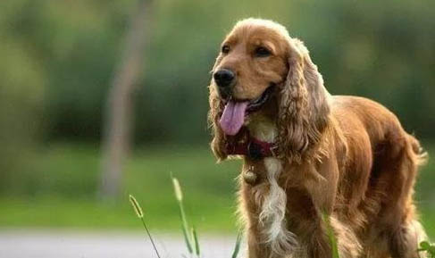 美国可卡犬多少钱一只?