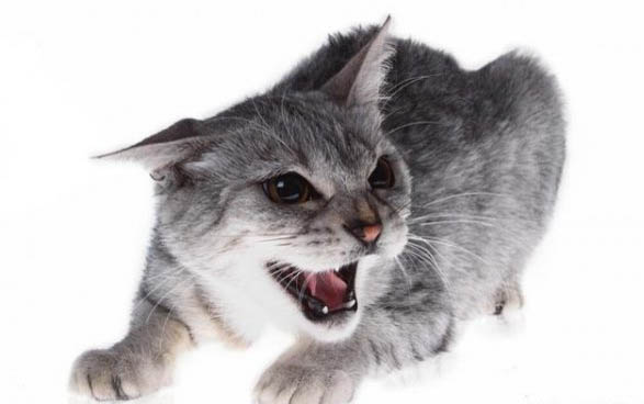 猫咪猫藓什么原因造成的