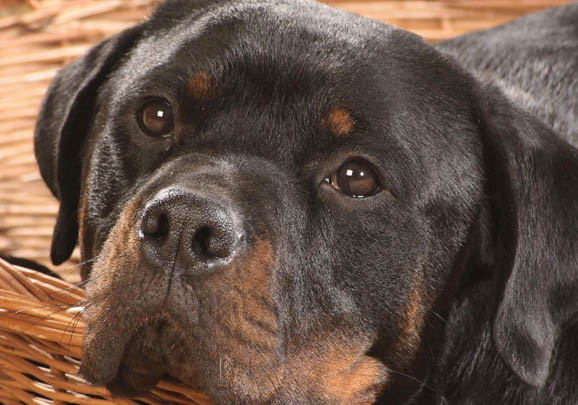 养罗威纳犬的坏处