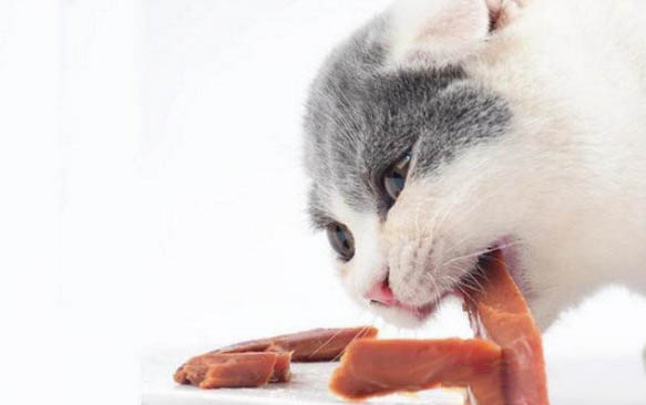 小猫出生多久可以走路