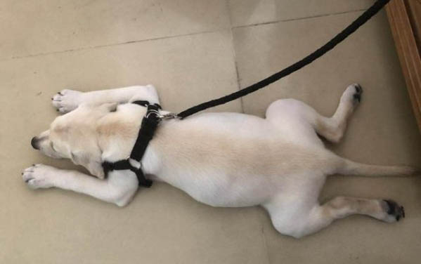 狗怀孕要多久生产