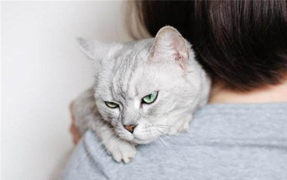 猫咪疝气症状有哪些