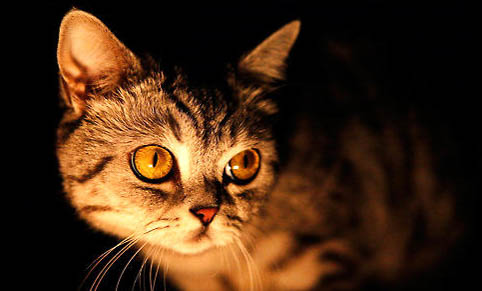 猫咪下巴很黑可以用红霉素软膏吗