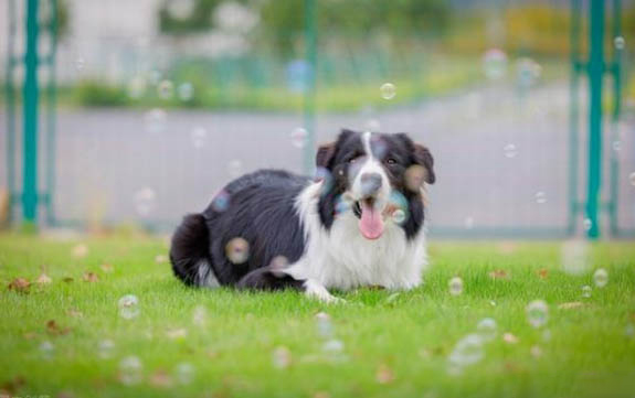 边牧为啥不能当警犬