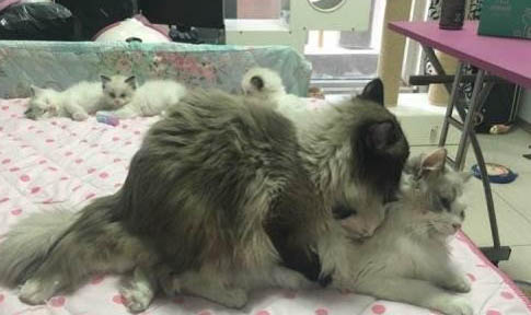 猫咪拉稀但是精神很好能吃能喝