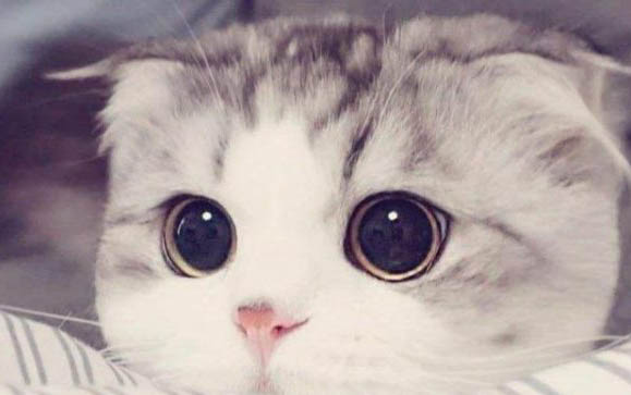 猫咪呕吐后腿软无法站立