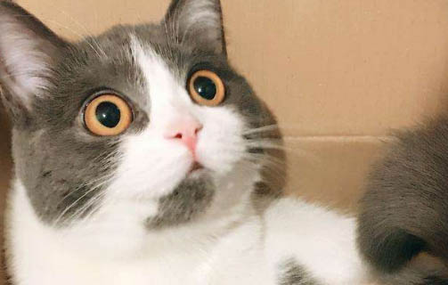 母猫第一胎注意事项有哪些
