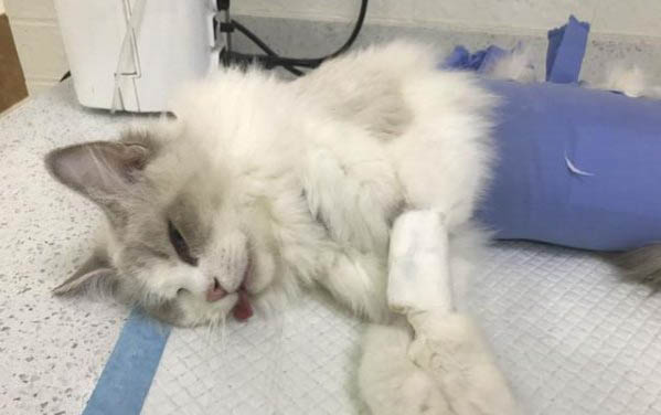 猫咪吐完之后能吃东西吗?
