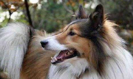 苏格兰牧羊犬好不好养?苏格兰牧羊犬怎么训练