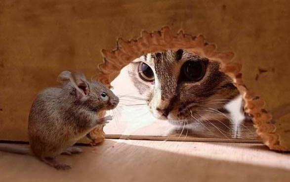 小猫出生几天睁开眼睛?