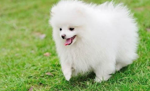 博美犬哪里买