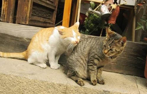猫站不起来了咋回事