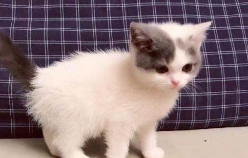 猫呼吸急促腹部起伏快没精神怎么办?