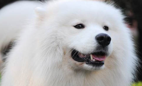 狗狗可以吃人的感冒药吗