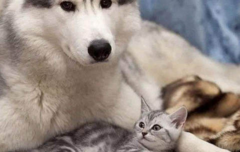 猫脖子里面有个硬包