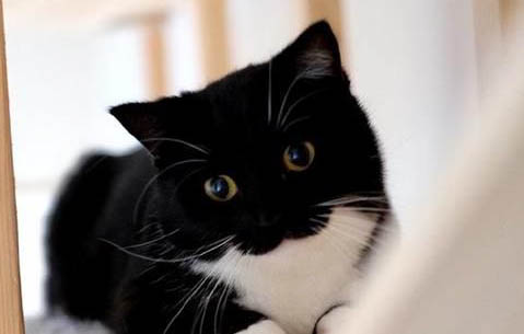 猫咪身上有骚味是为什么