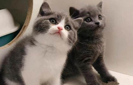 英国短毛猫饲养容易吗