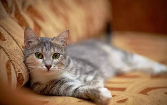怎么确定猫是不是便秘了?