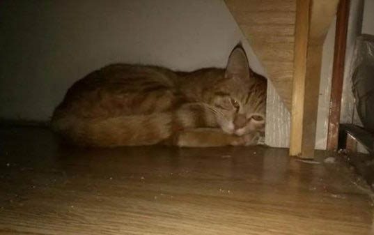 猫咪得了口炎能活多久？