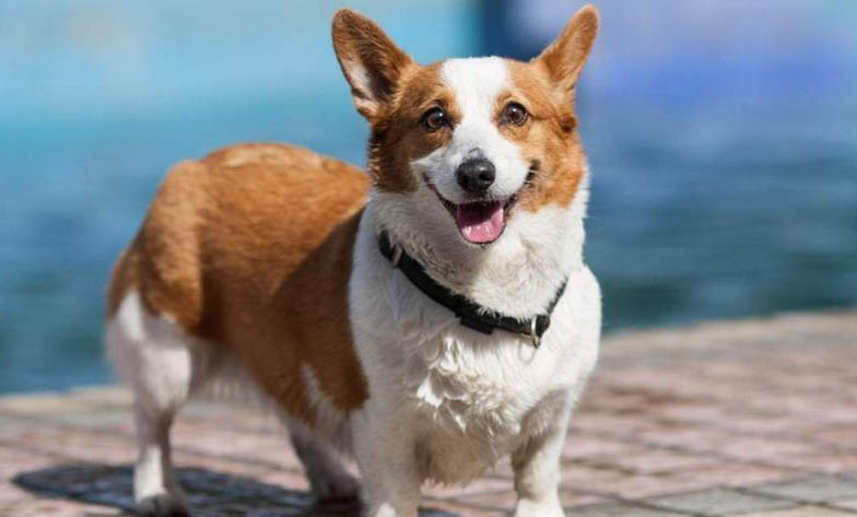 干净有好养的小型犬有哪些