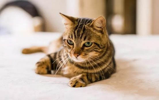 狸花猫千万不能养为什么