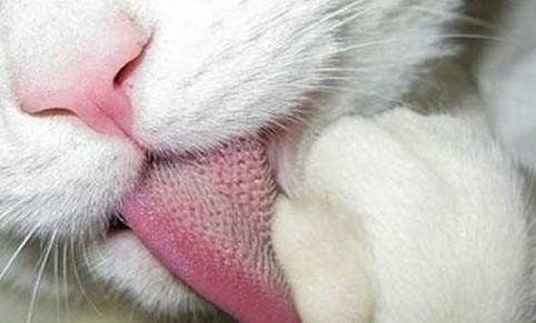 猫可以吃鸡心么?