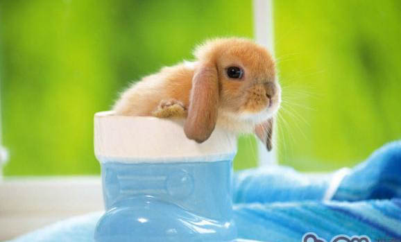 小兔子出生可以饿多久